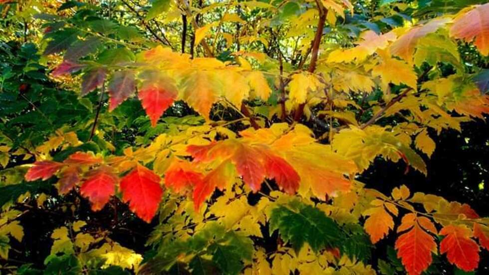 Есента рисува