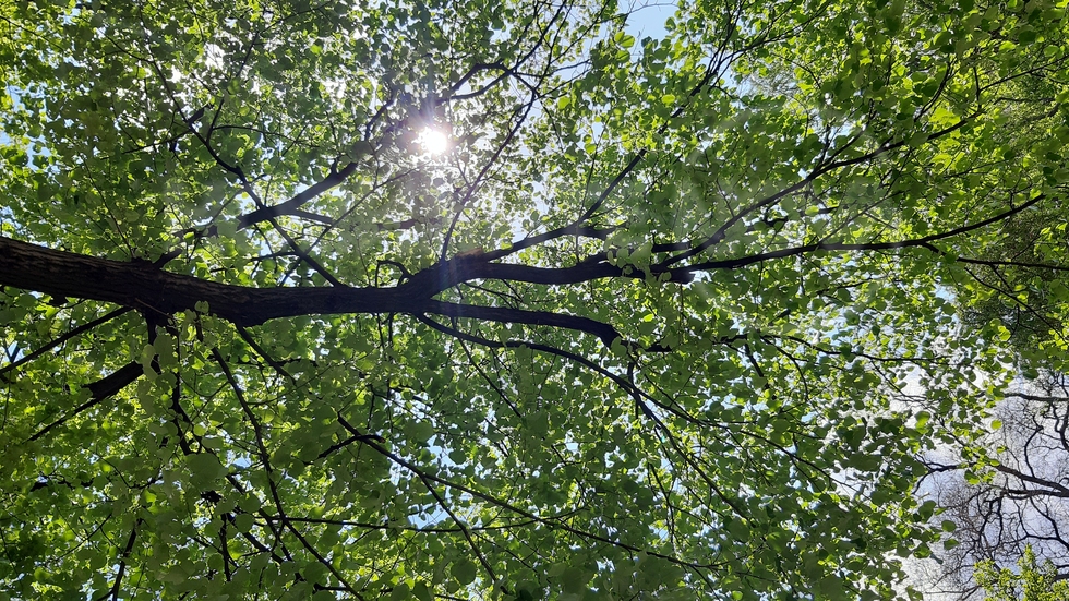 Заражда се нов ден!