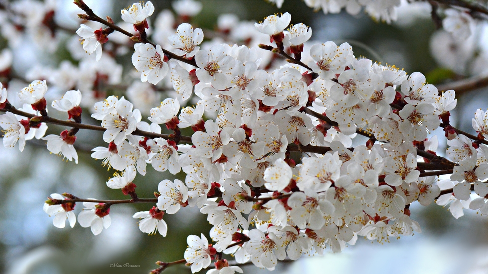 Пролетта през моите очи..