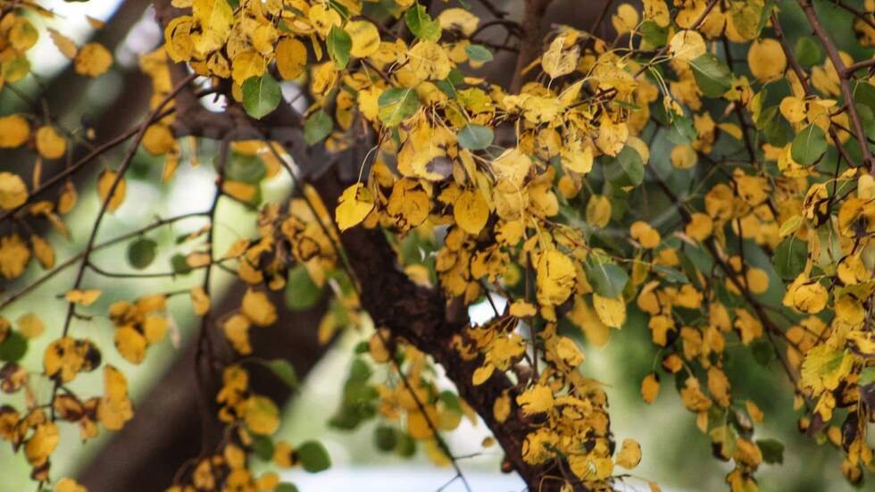 Красива есен ни чака