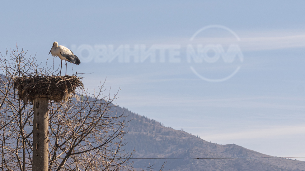 Предвестник на пролетта