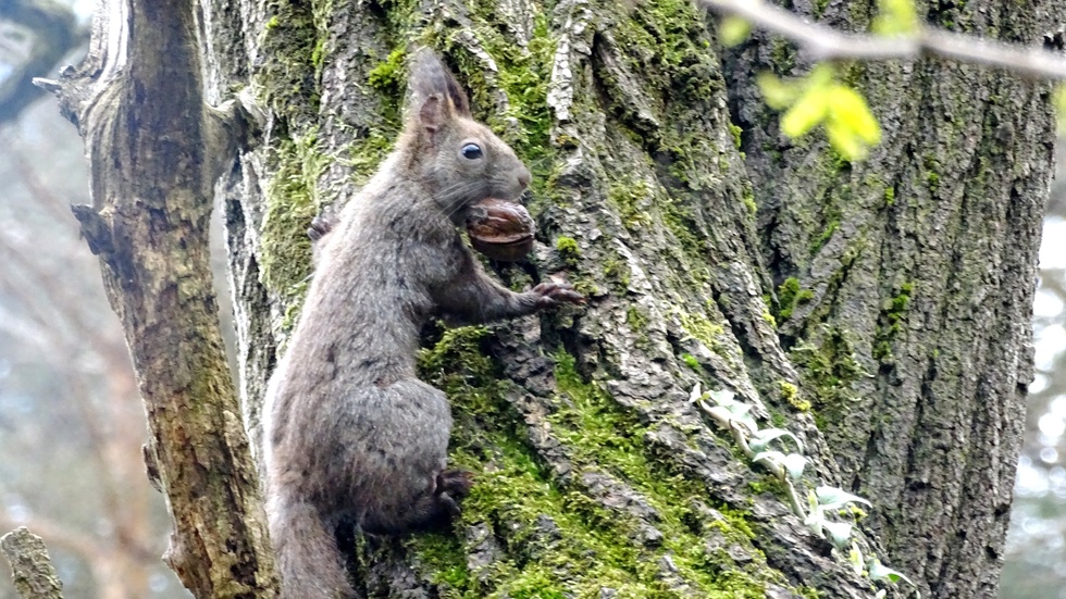 Петъчно и с усмивка!