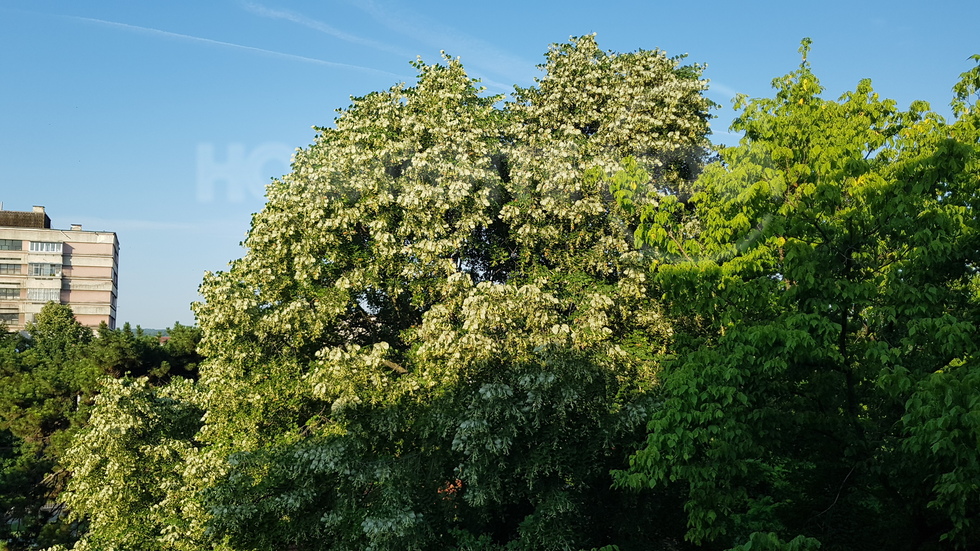 Пеперуди Монарх