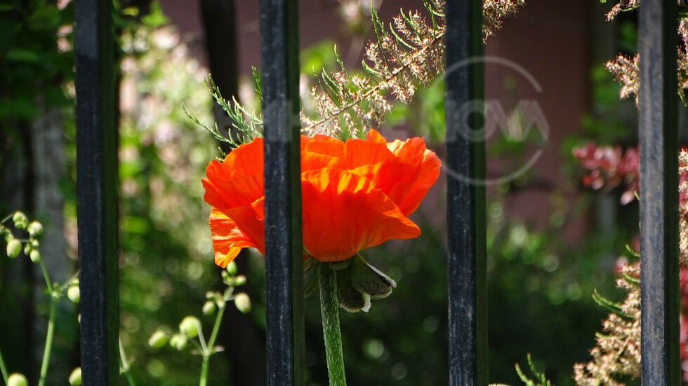 Зад оградата-интересен вид мак!