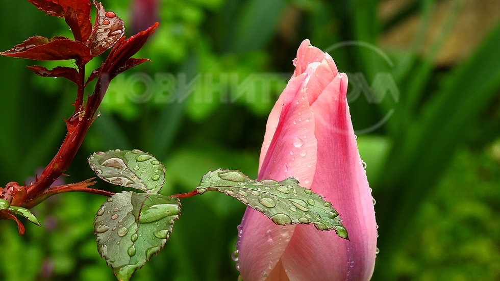 Дъждовен Април...