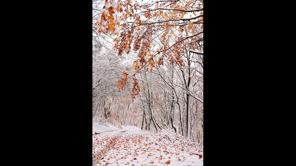 Пътеки от сняг и листа