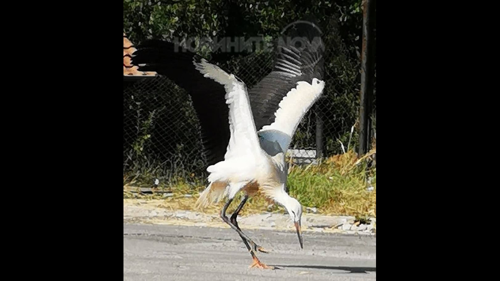 Опит за летене