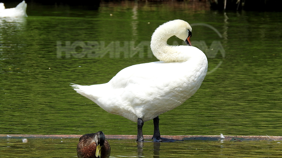 Красиви... приятелки!