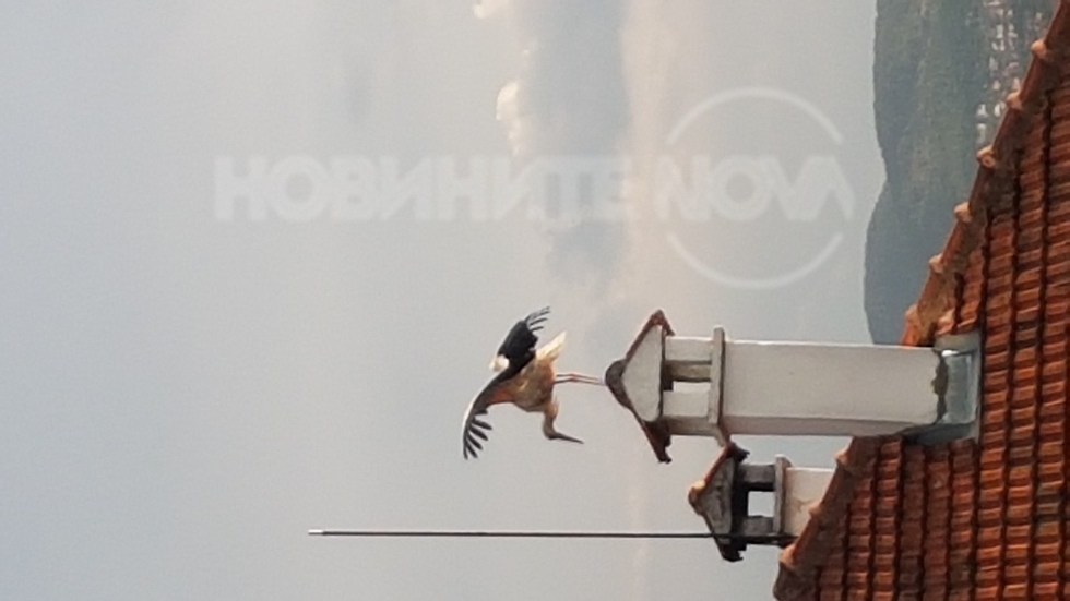 Щъркел се суши след бурята в Кърджали