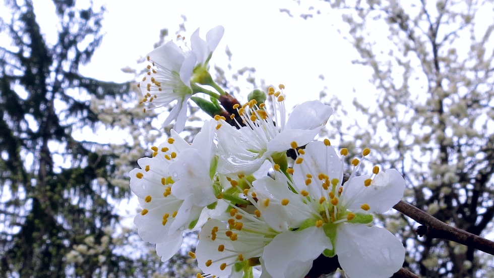 Красивата сила на пролетта