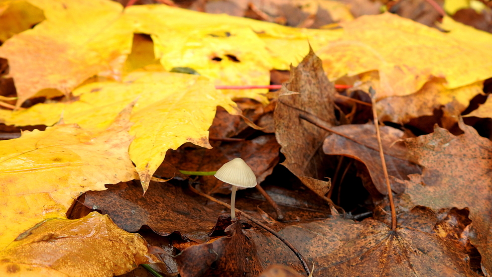 Красива гъбка, сред мокрите листа!