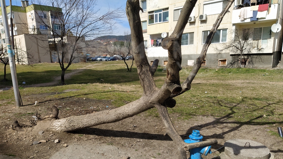 Дърво върху пожарен кран