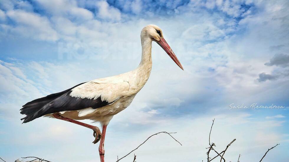 Пролетен приятел