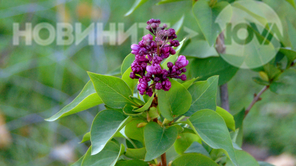 Люлякът цъфти през ноември