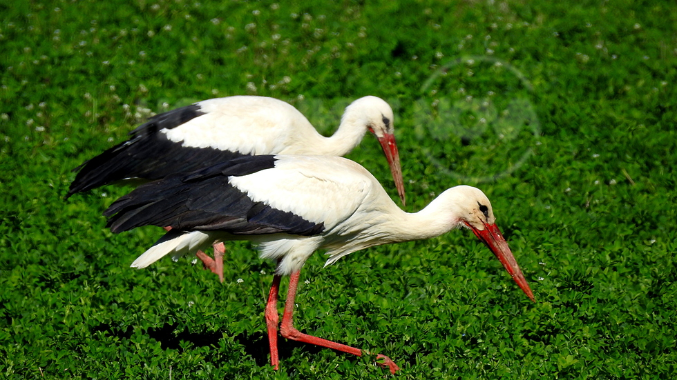 Двама на разходка!