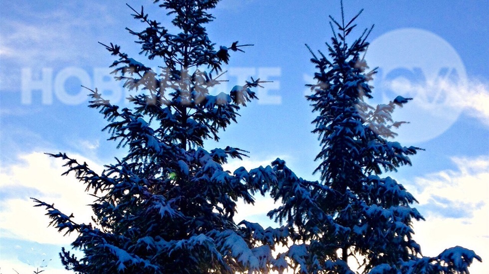 Слънчево сърце между две елхички