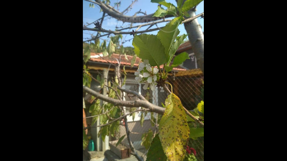 Черешата цъфна отново