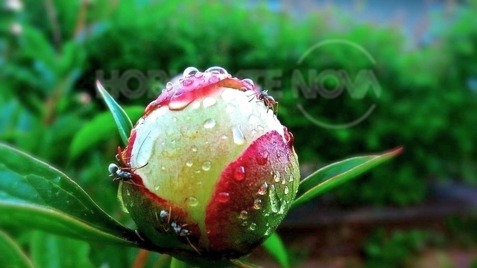 Божурено време