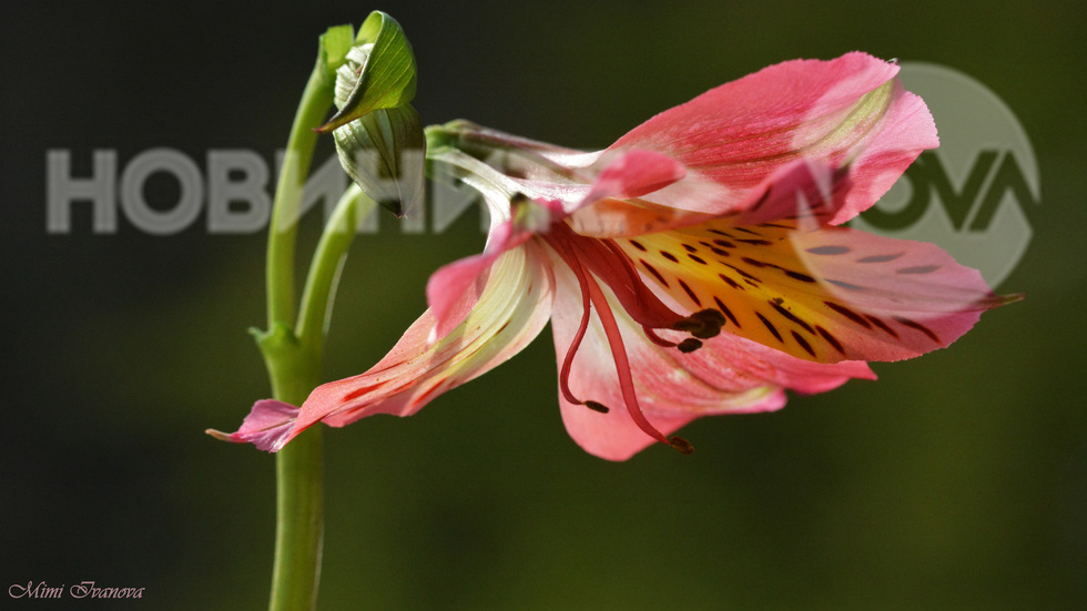 За настроение в днешния цветен, пролетен ден