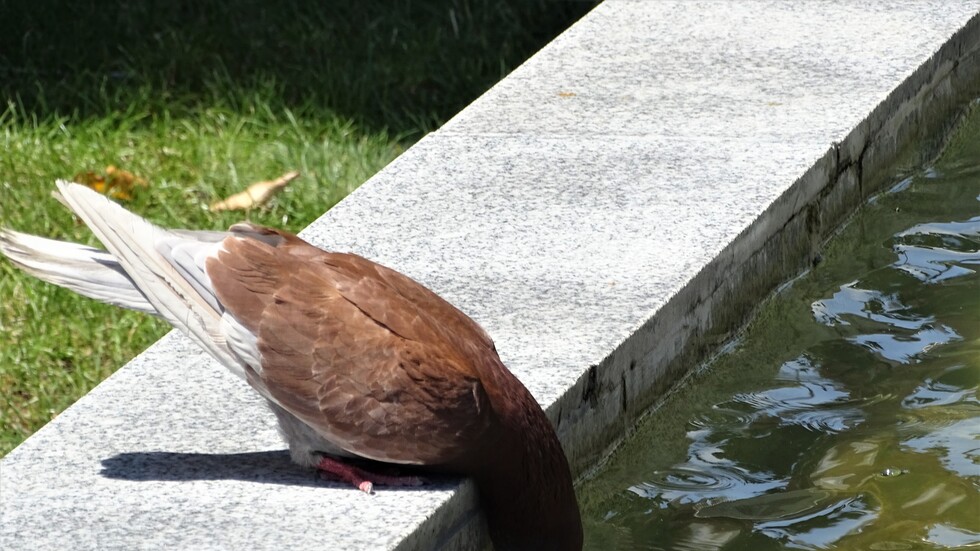 Идея за прохлада!