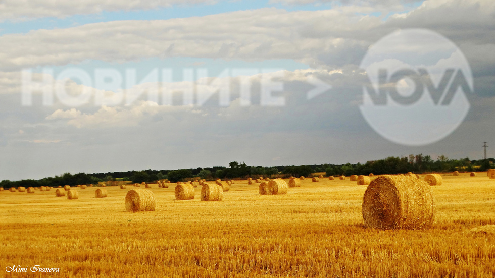 Разкошни бали сено красят крайпътния пейзаж