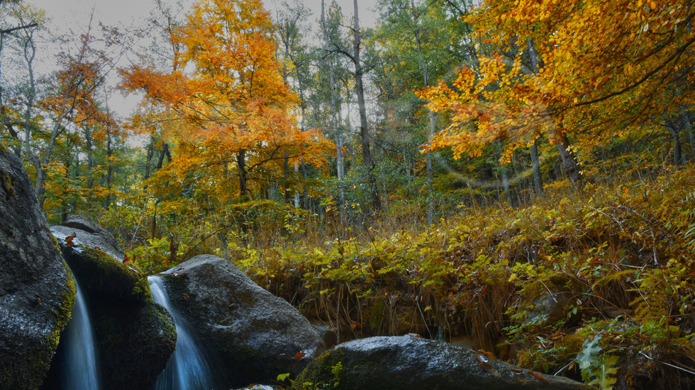 Златна есен