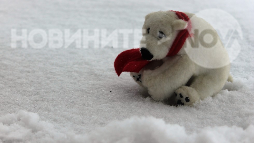 Арктическият студ доведе белите мечки