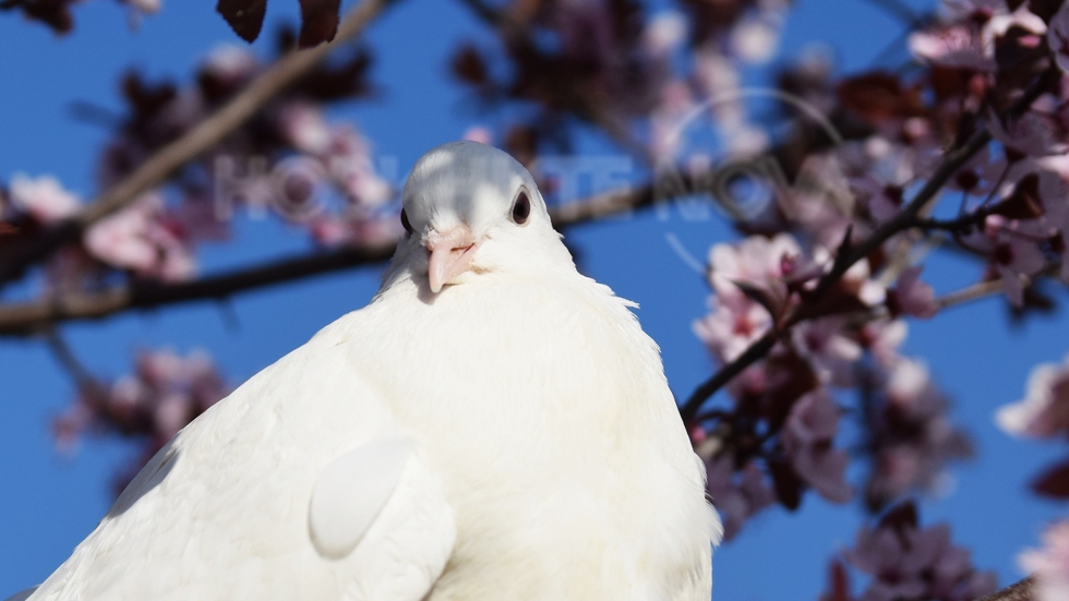 Поздрави от пролетта в Кюстендил и бялото гълъбче Бела