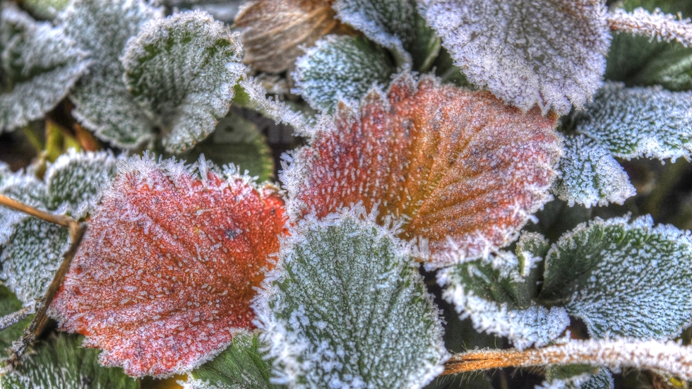 Скрежно утро!