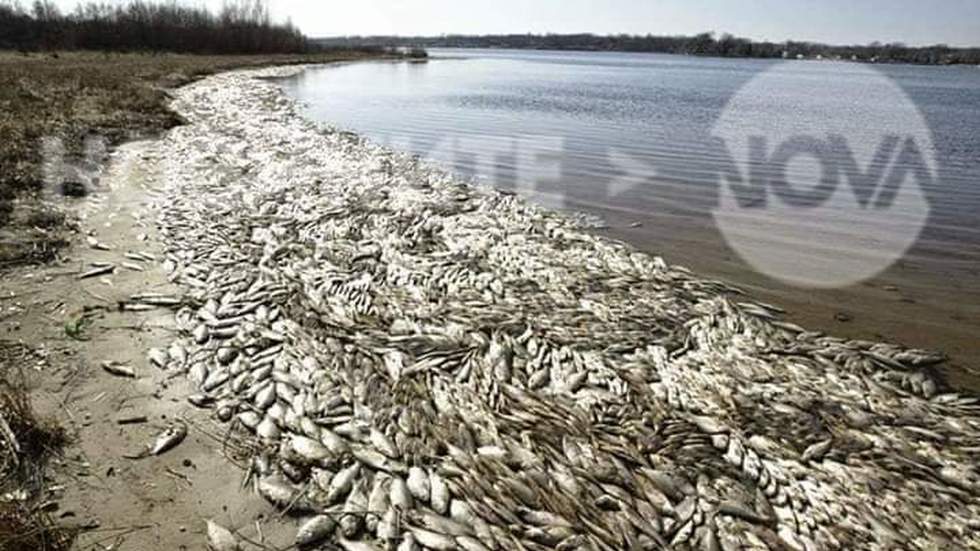 Отровена риба в река Искър