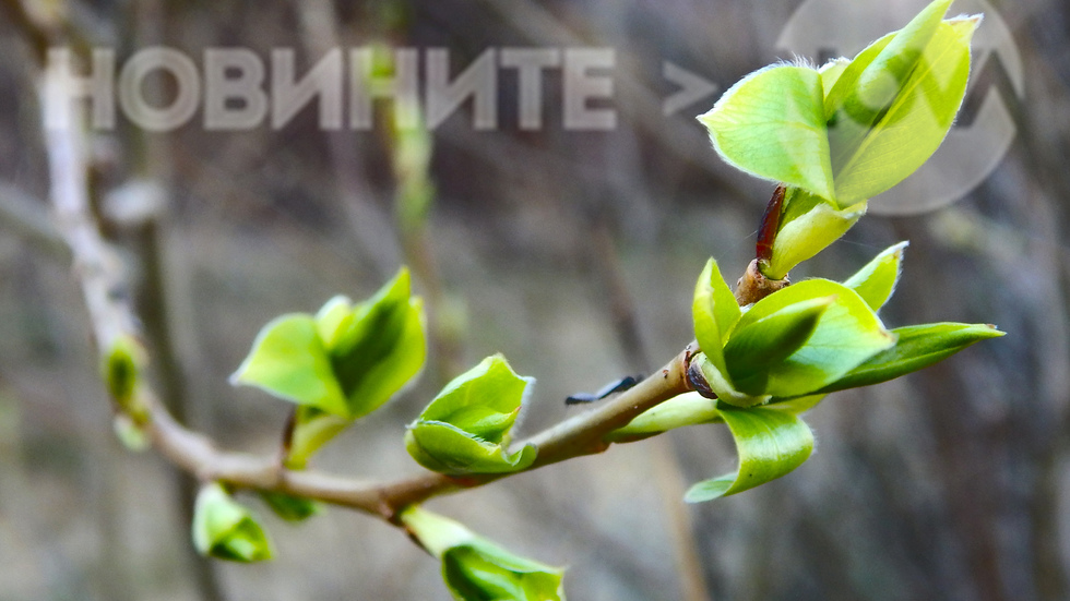 Погали ги слънцето