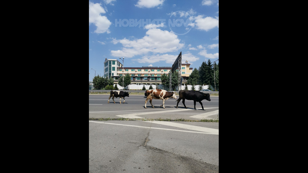Крави по пътищата...Пълен абсурд!