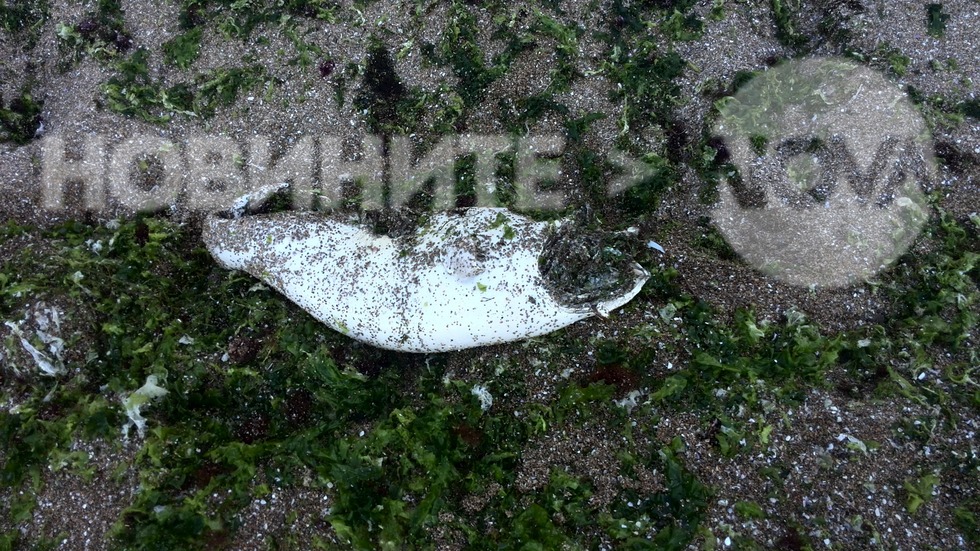 Мъртъв бозайник на плажа в Черноморец