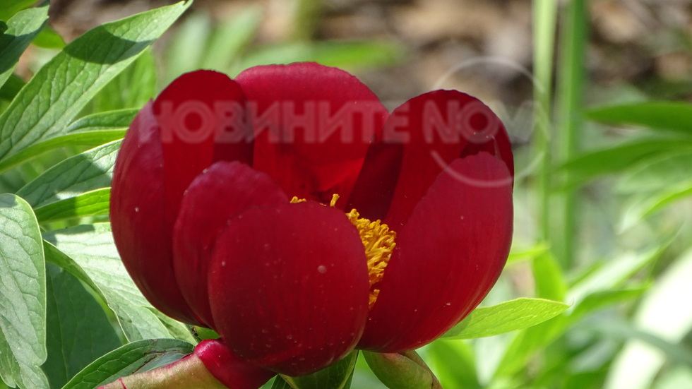 Първите божури!