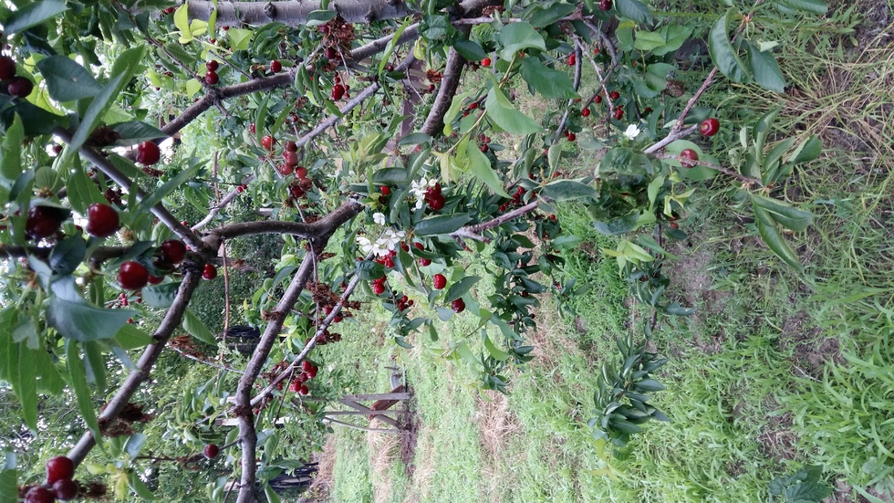 Черешени явления