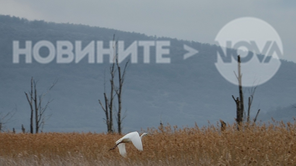 В полет край Драгоманското блато днес!