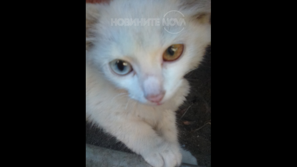 Котенцето с различните очички