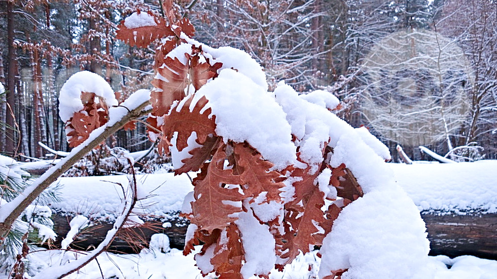 Цветно настроение