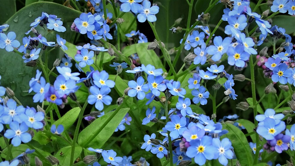 Нежността на пролетта!