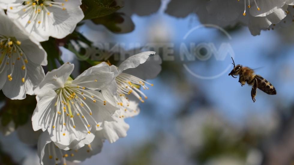 Земята се пробуди за новия живот...