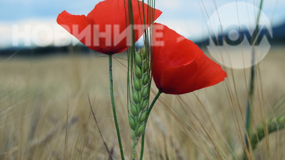 Прегръдка в полето