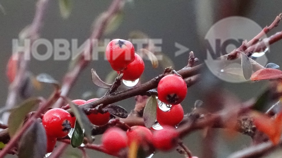 С дъждовни капчици