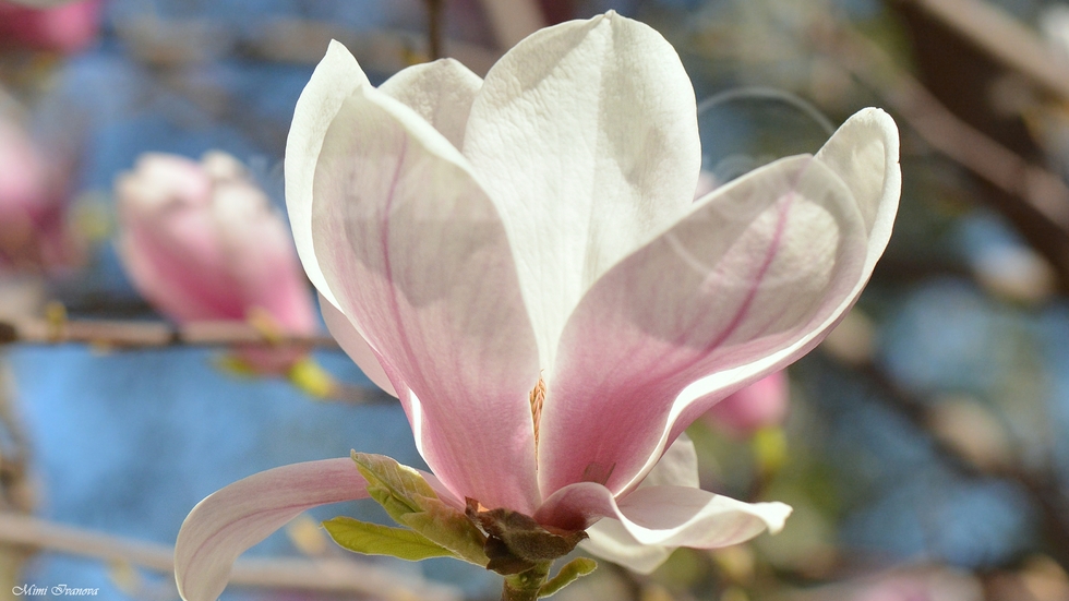 Разцъфнал цвят магнолия..