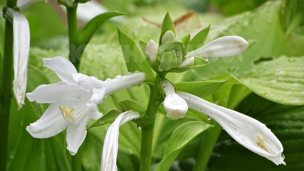 С малки капчици!