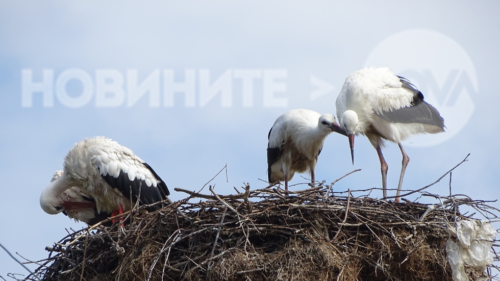 Тази година две малки щъркелчета!