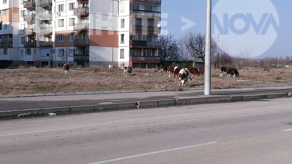 Крави на булеварда