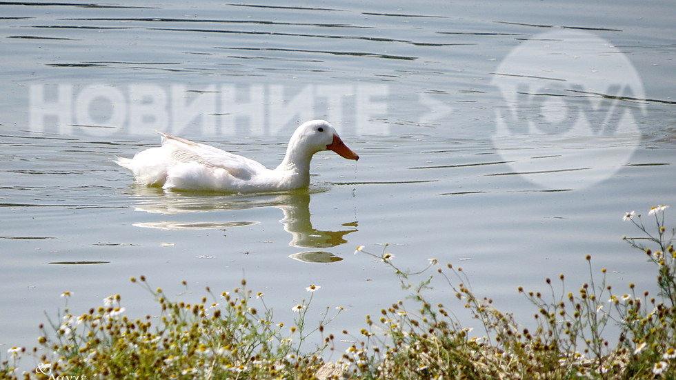 Във водното огледало - спасение от жегата!