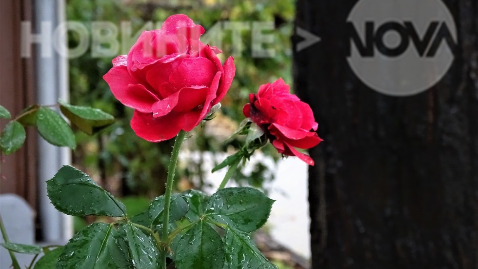 Мократа царица на цветята