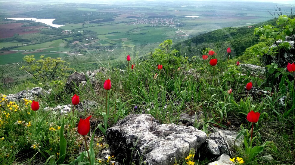 Диви родопски лалета над Асеновград