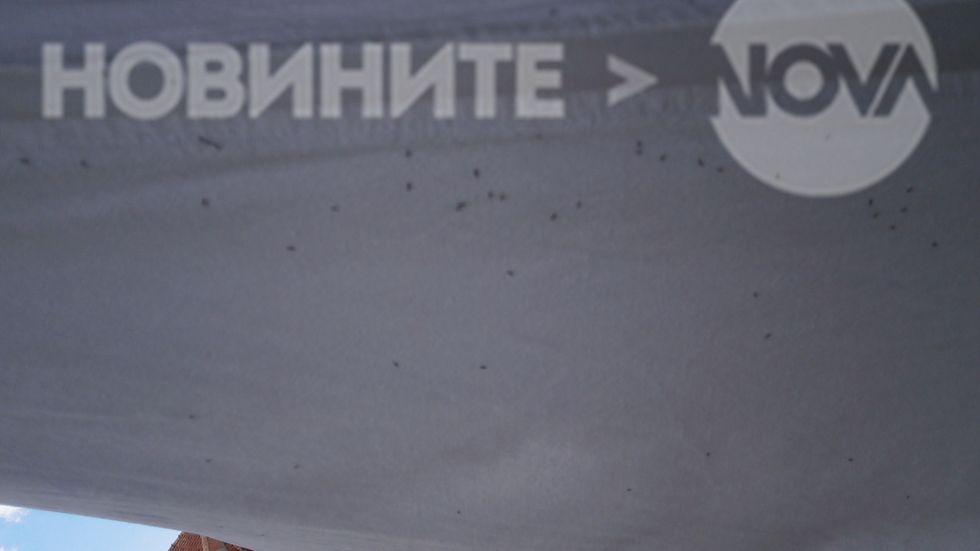 Напаст от мухички